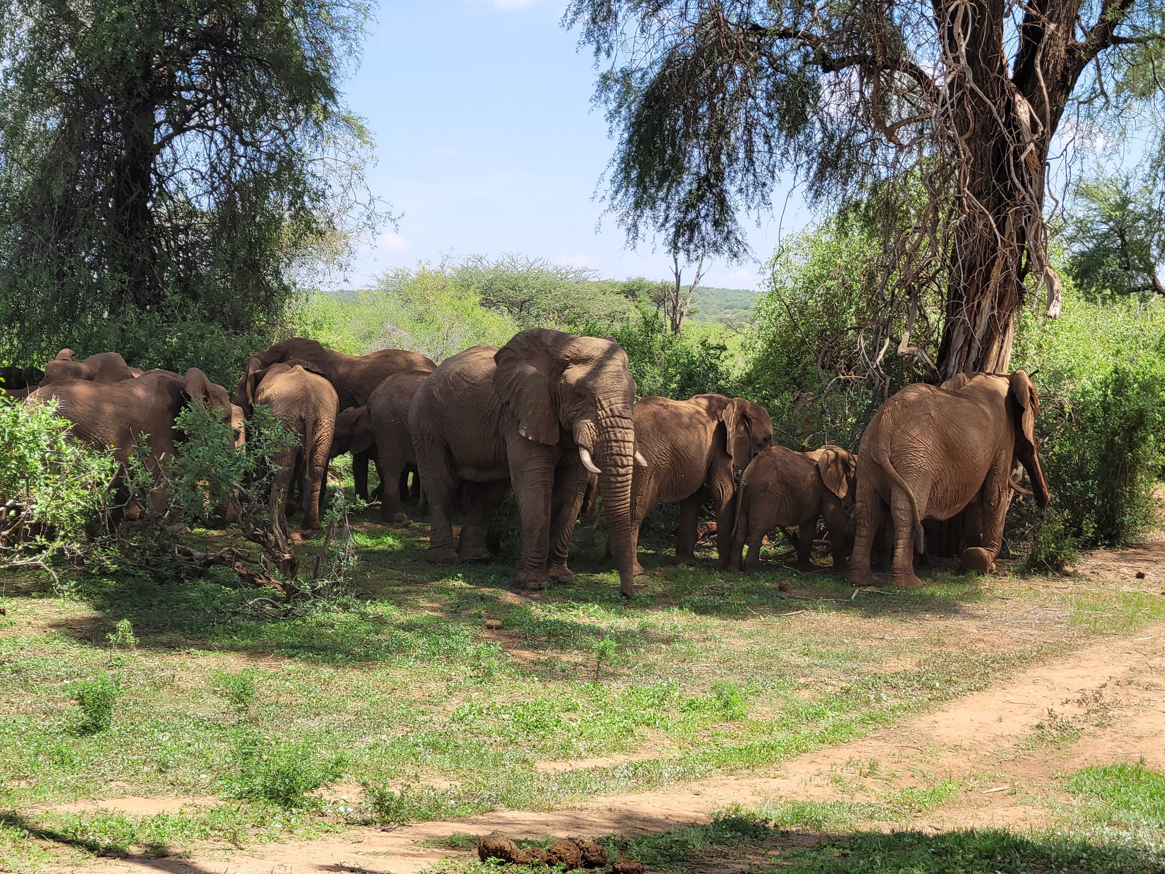 Majestic elephant herd gathering under acacia trees in Amboseli National Park
