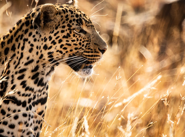 Majestic leopard in golden savanna grass during a Big 5 safari game drive