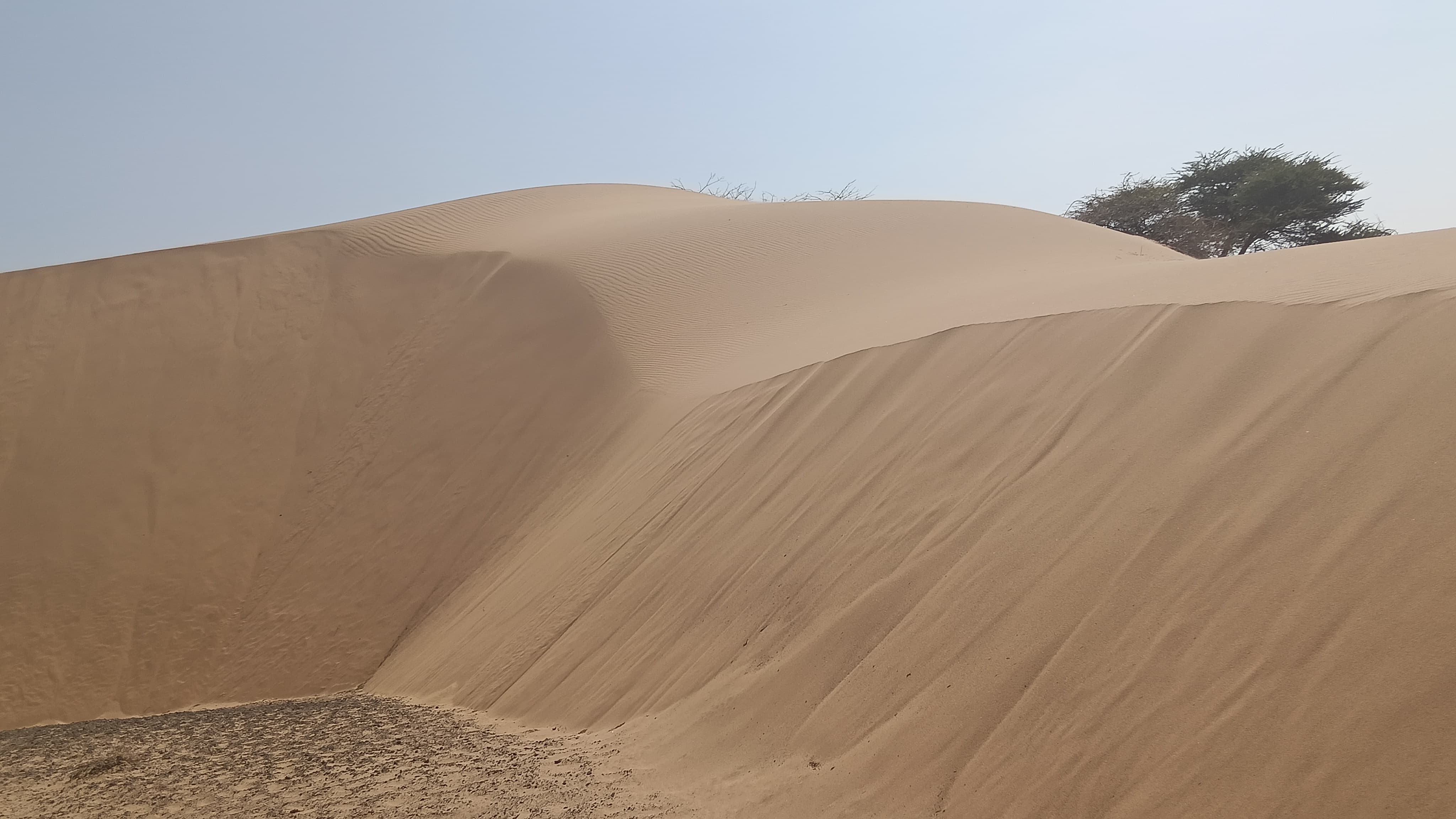 Golden sand dunes with lone acacia tree in the Chalbi Desert
