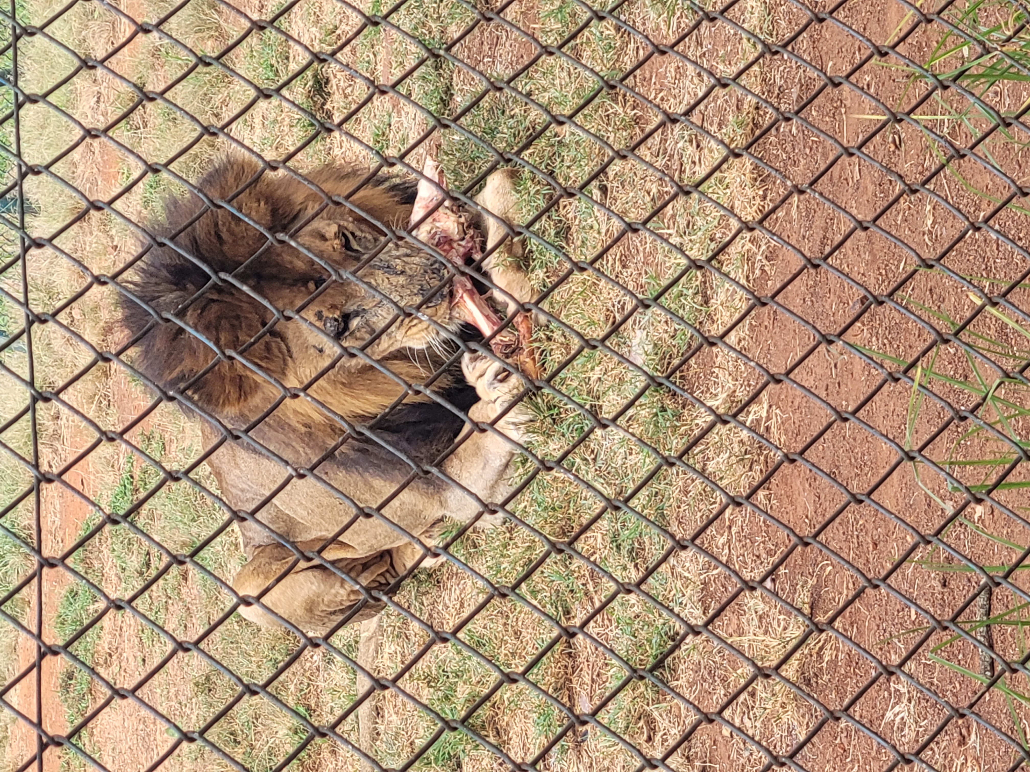Majestic male lion at a wildlife conservation sanctuary in Kenya