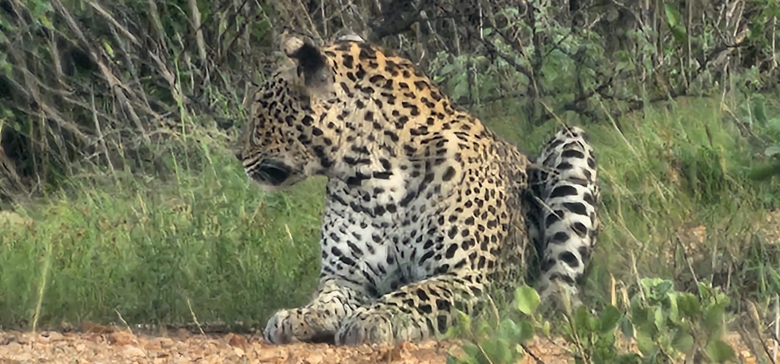 Majestic leopard resting in the African bush during a game drive in Maasai Mara
