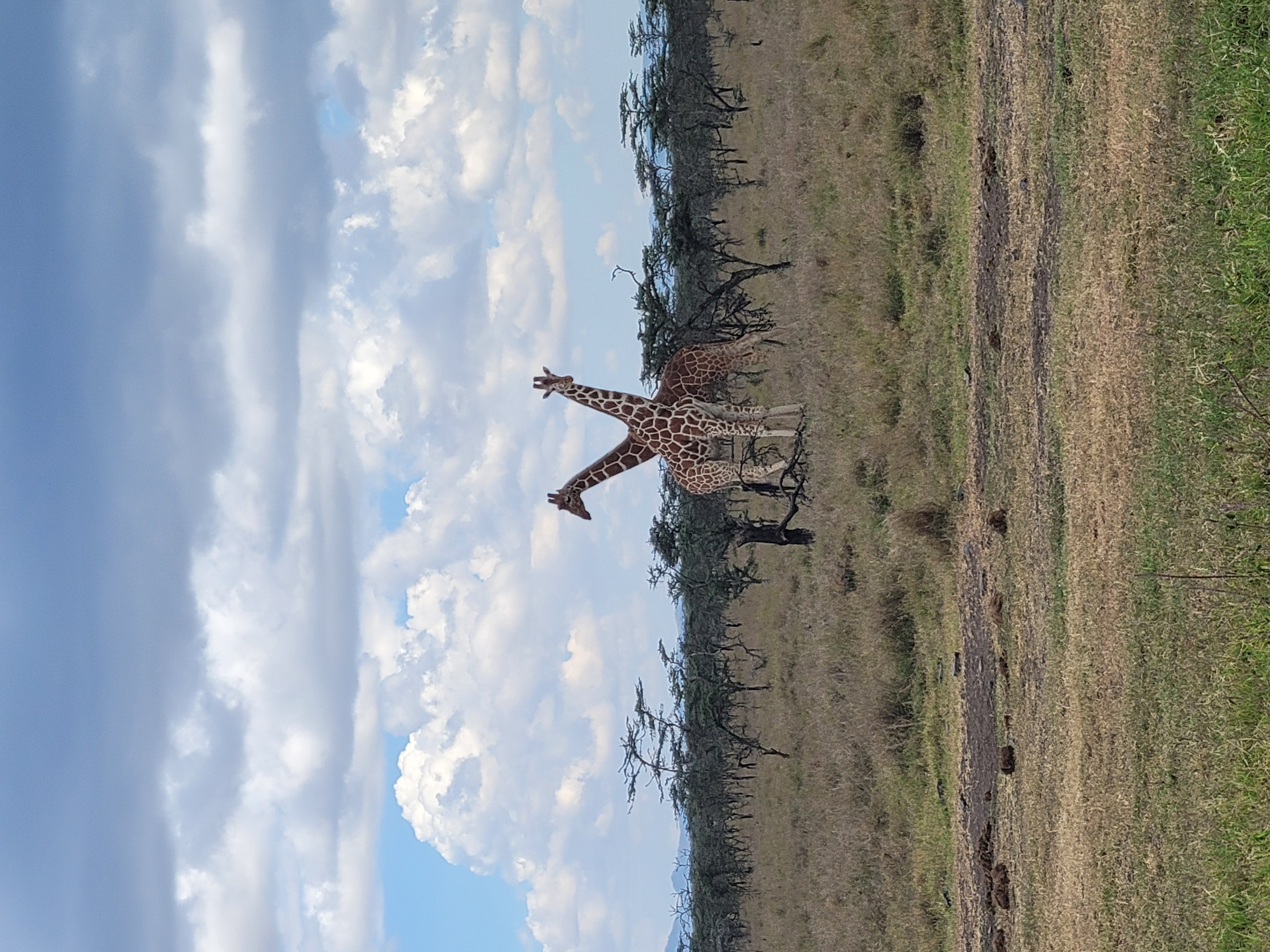Luxury safari lodge with panoramic views of the African savanna at sunset