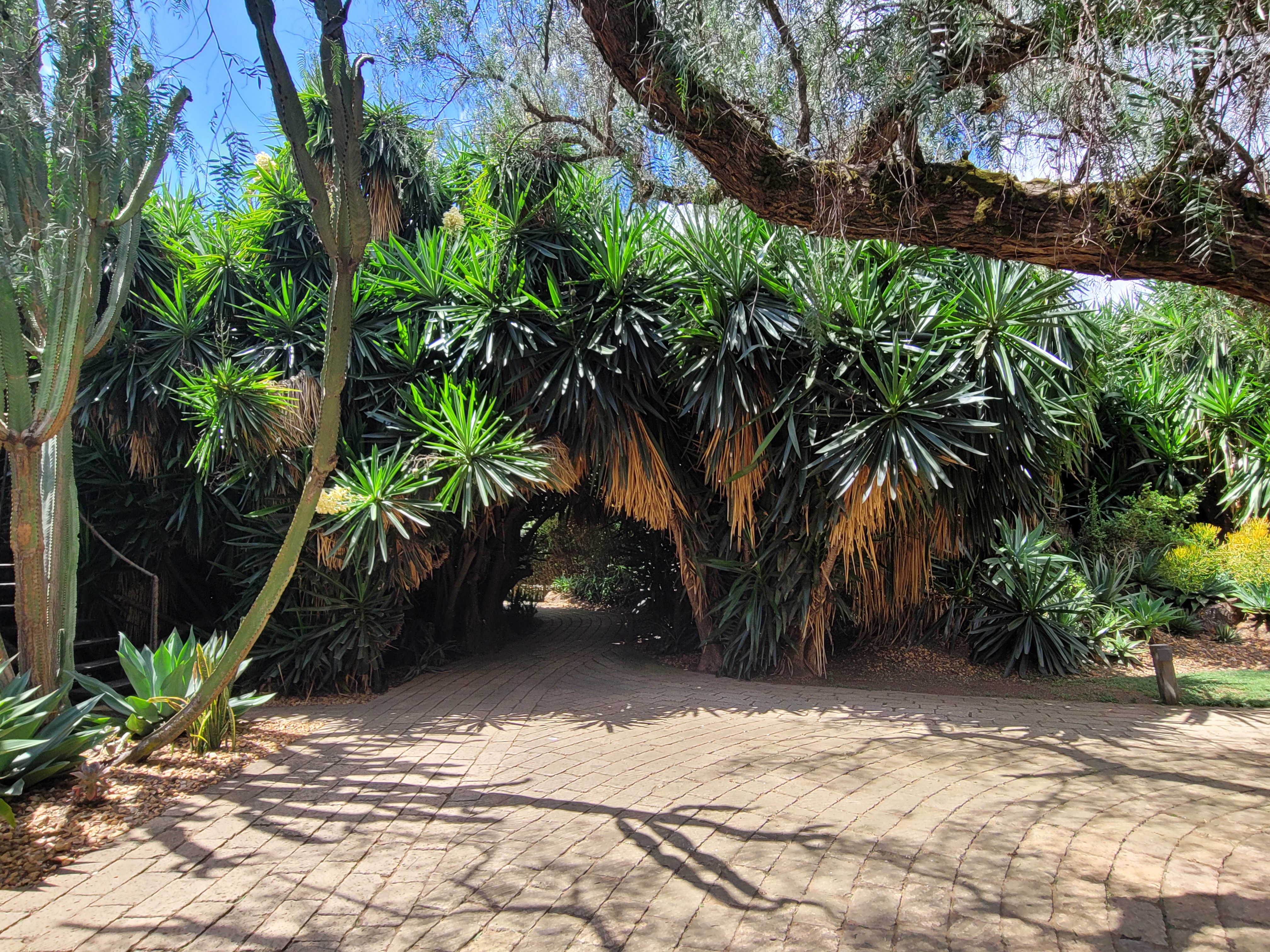 Traditional African banda with thatched roof surrounded by acacia trees