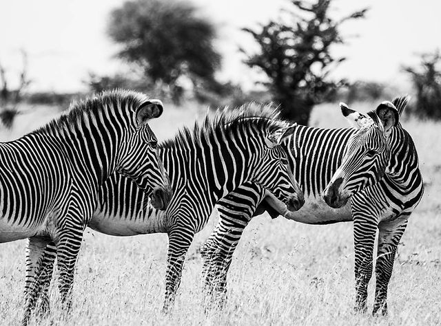 Professional wildlife photography safari capturing Africa's incredible animals