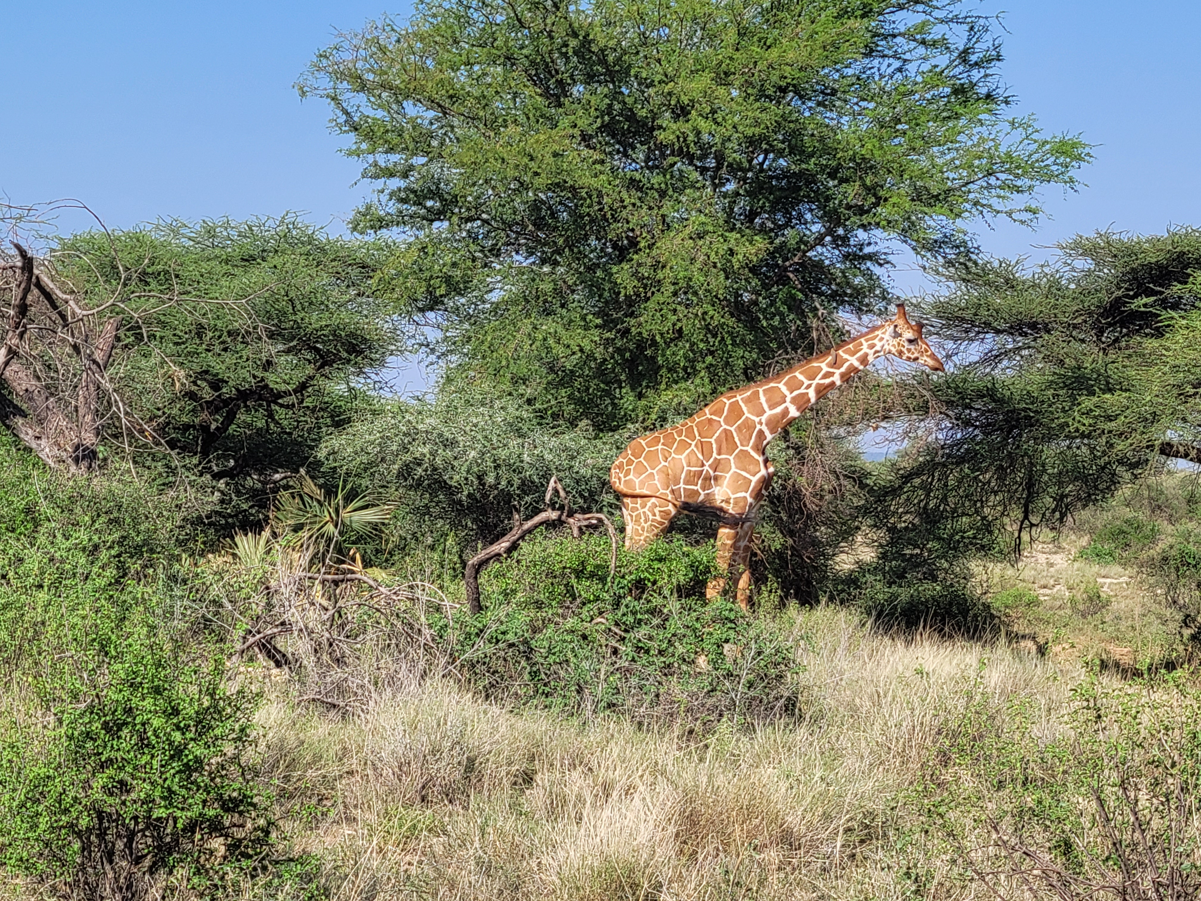 Reticulated giraffe gracefully walking through acacia woodland in Samburu
